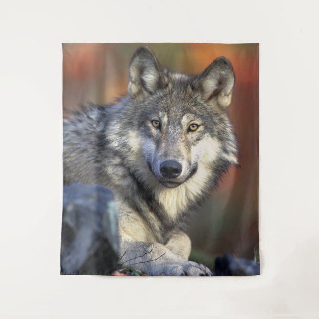 Stunning wolf portrait tapestry (Front)