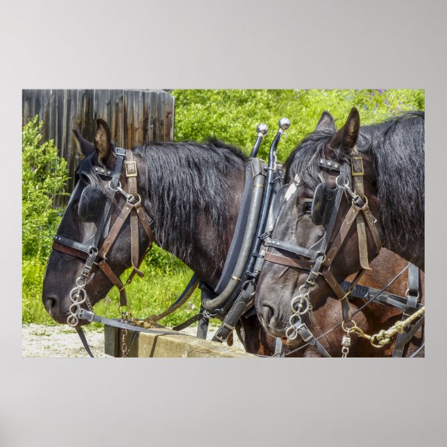 Stunning working horses in harness poster (Front)