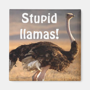 Stupid llamas! magnet
