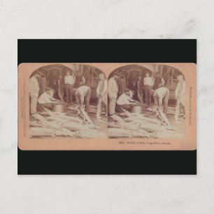 Sturgeon Postcard - StereoType Russia