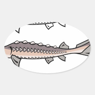 Sturgeon rare fish oval sticker
