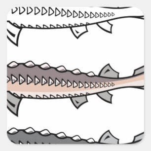 Sturgeon rare fish square sticker