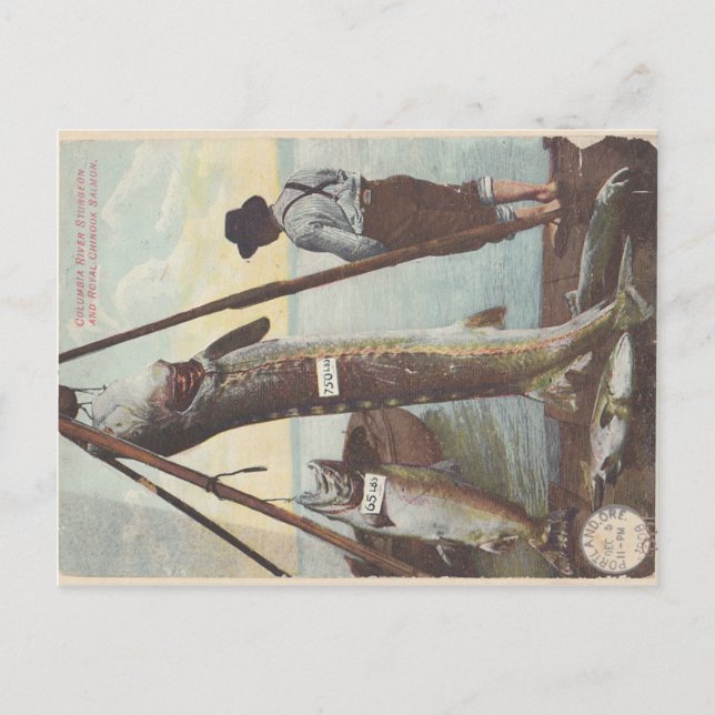 Sturgeon & Salmon Catch Postcard (Front)