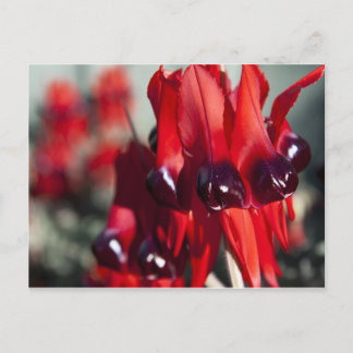 Sturt Desert Pea Postcard