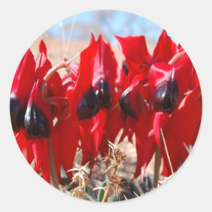 Sturt's Desert Pea Classic Round Sticker