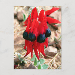 Sturt's desert pea flowers postcard