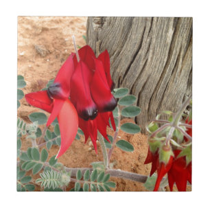 Sturt's Desert Pea square  tile