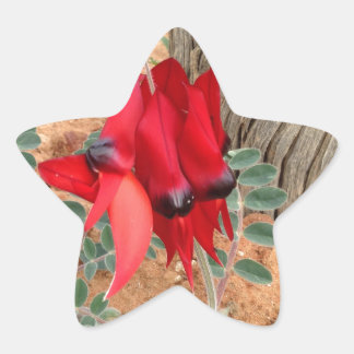 Sturt's Desert Pea star sticker