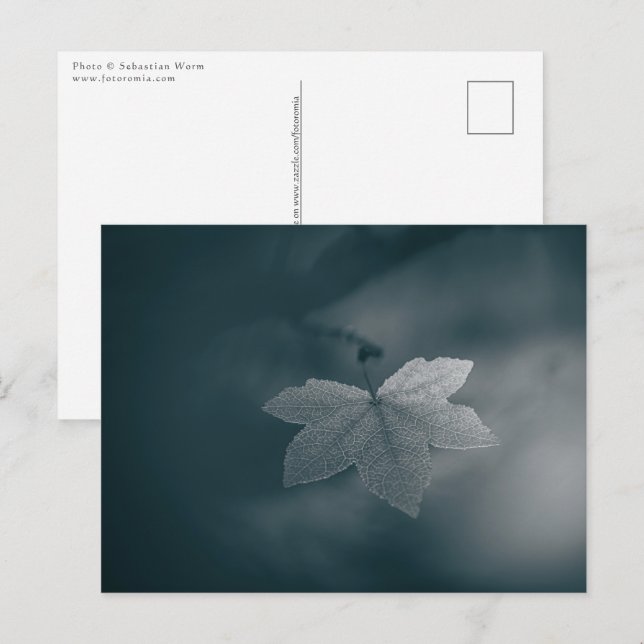 Stylised Monochrome Maple Leaf Nature Photo Postcard (Front/Back)