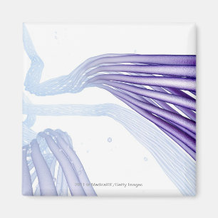 Stylised nerve fibres magnet