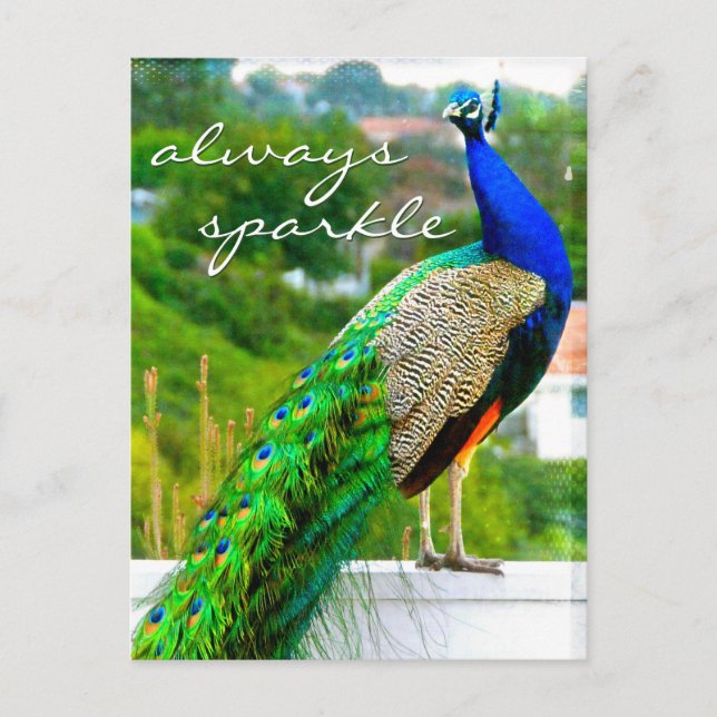 Stylish Blue Green Peacock Photo Always Sparkle Postcard (Front)