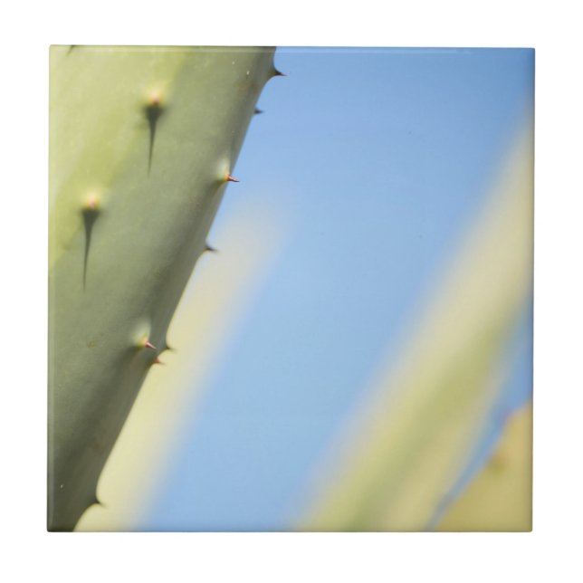 Stylish Green Aloe Blue Sky Espresso Tile (Front)