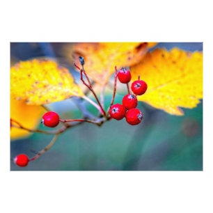 Stylish hawthorn berries in autumn photo print