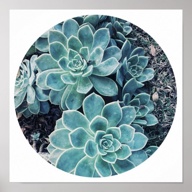 Stylish Pale Green Cactus Succulent Poster (Front)