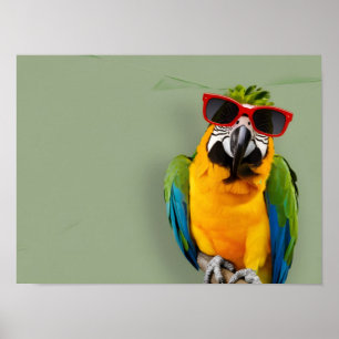 Stylish Parrot in Red Sunglasses Poster
