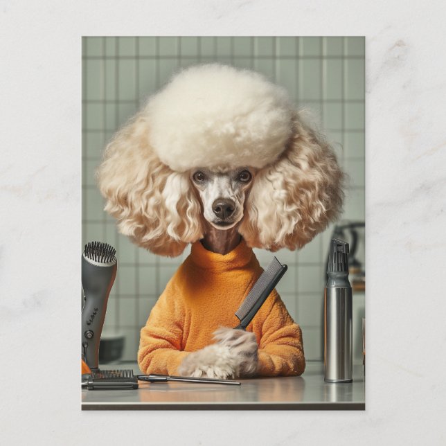 Stylish Poodle Grooming Session Postcard (Front)