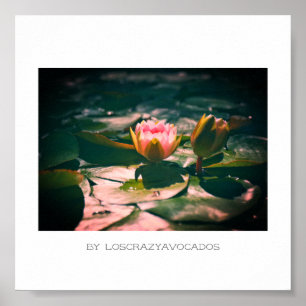 Stylized Pink Water Lily Flowers Plants Poster