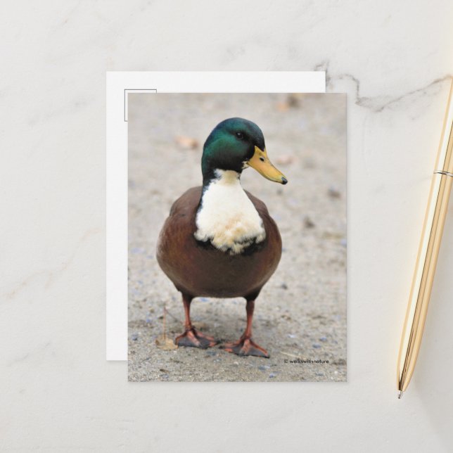 Suave Domestic Mallard Duclair Bibbed Odd Duck Postcard (Front/Back In Situ)
