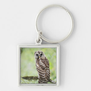 Sub-adult recently having left the nest key ring