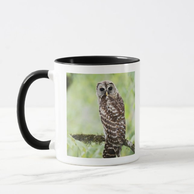 Sub-adult recently having left the nest mug (Left)