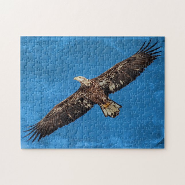 Subadult Bald Eagle in flight Jigsaw Puzzle (Horizontal)