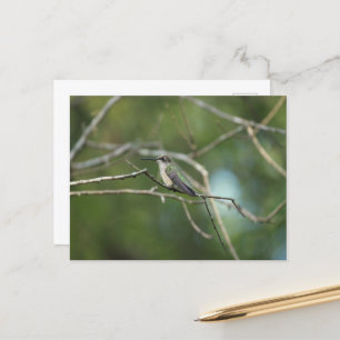 Subtle Beauty  Postcard