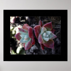 Subtle Succulents Poster