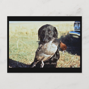 Successful Hunt Postcard