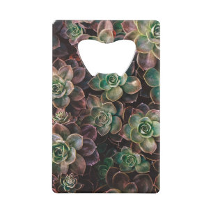 Succulent