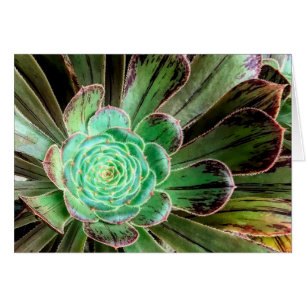 Succulent aeonium greeting card