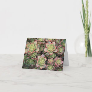 Succulent blank card