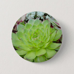 Succulent Button