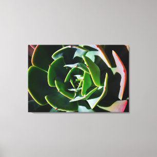Succulent Canvas Print