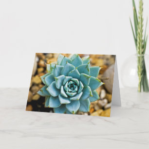 Succulent Card