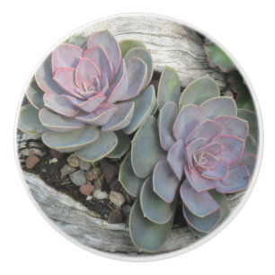 Succulent Ceramic Knob