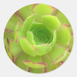 Succulent Classic Round Sticker