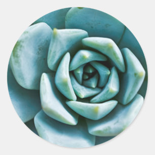 Succulent Closeup Classic Round Sticker
