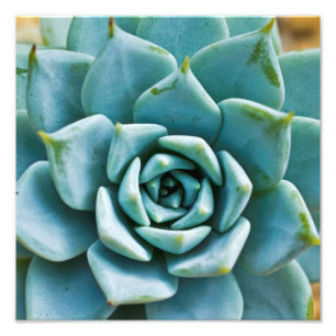 Succulent Closeup Photo Print