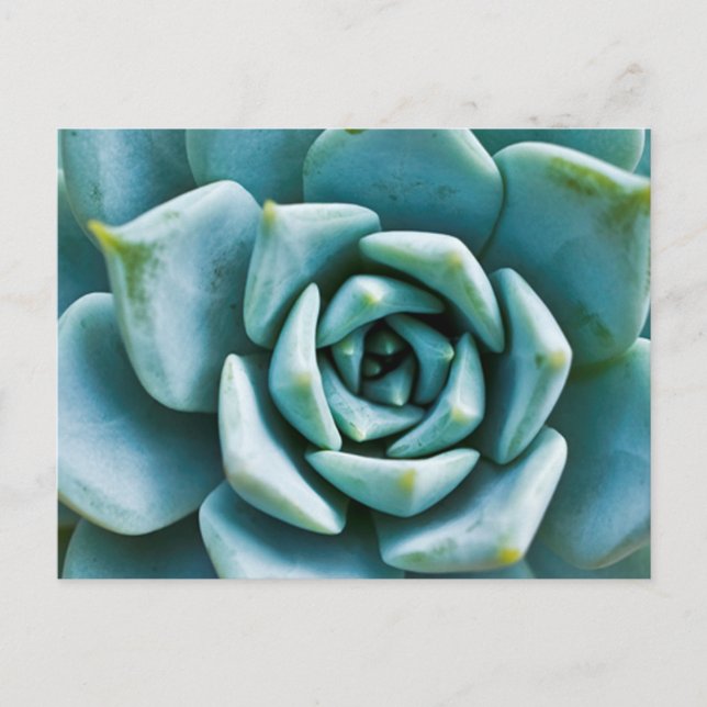 Succulent Closeup Postcard (Front)