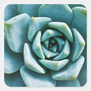 Succulent Closeup Square Sticker