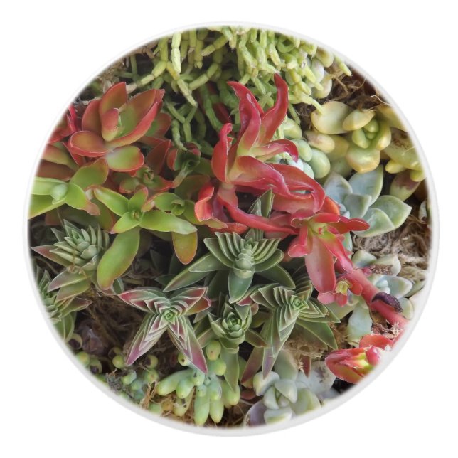 Succulent Custom Ceramic Knob (Front)