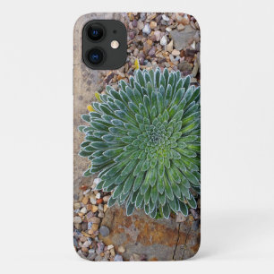 Succulent Desert plant iPhone 11 Case
