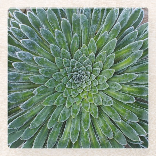 Succulent Desert plant Glass Coaster (Front)
