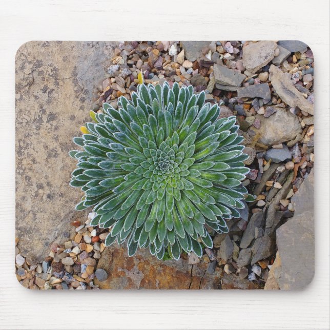 Succulent Desert plant Mouse Mat (Front)