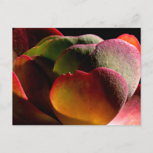 Succulent Desert Plant  Postcard