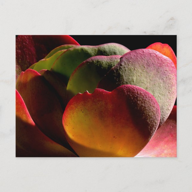 Succulent Desert Plant  Postcard (Front)