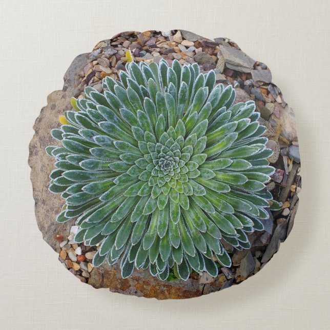 Succulent Desert plant Round Cushion (Front)