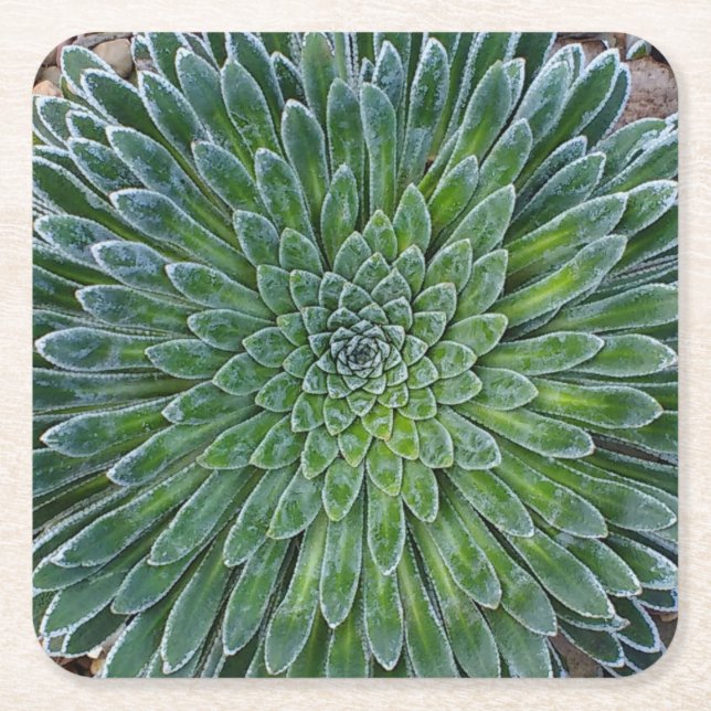 Succulent Desert plant Square Paper Coaster (Front)