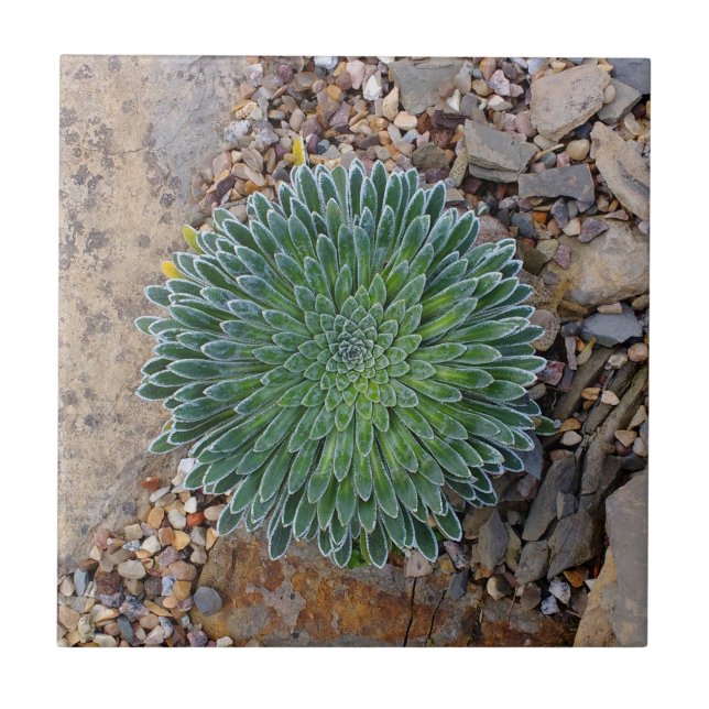 Succulent Desert plant Tile (Front)