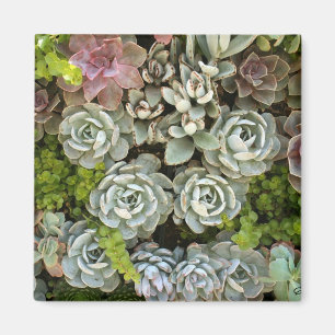 Succulent Garden 1 Magnet